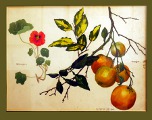 Pflanzenstudie mit Kapuzinerkresse. 1904. Aquarell. 43 x 32 cm. Privatbesitz.  