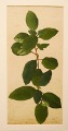 Rosenblätter. Pflanzenstudie. Um 1905.   Privatbesitz.