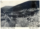 St. Martiner Tal im Frühling. Kirschblüte. Originalfotografie. Privatbesitz.