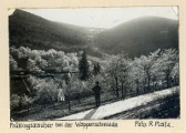 Frühlingszauber bei der Wappenschmiede. Der Weg ist die heutige Totenkopfstraße. Originalfotografie. Privatbesitz.