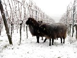 Winterweide in einem Weinberg