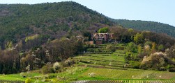 Unter der Kropsburg liegen einige unserer Weiden.