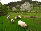 Streuobstwiese am Haardtrand