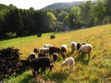 Kleine Steinschafherde im St. Martiner 'Schlossteich'