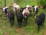Unsere ersten Schafe in St. Martin. Mai 2011.